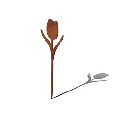 Tulipan Kwiat
