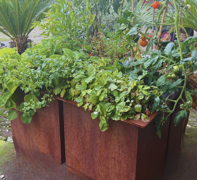 Slajder zdjęć przedstawiający donicę warzywniak